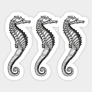 Seahorse Trio | Vintage Seahorses | Three Seahorses | Sticker